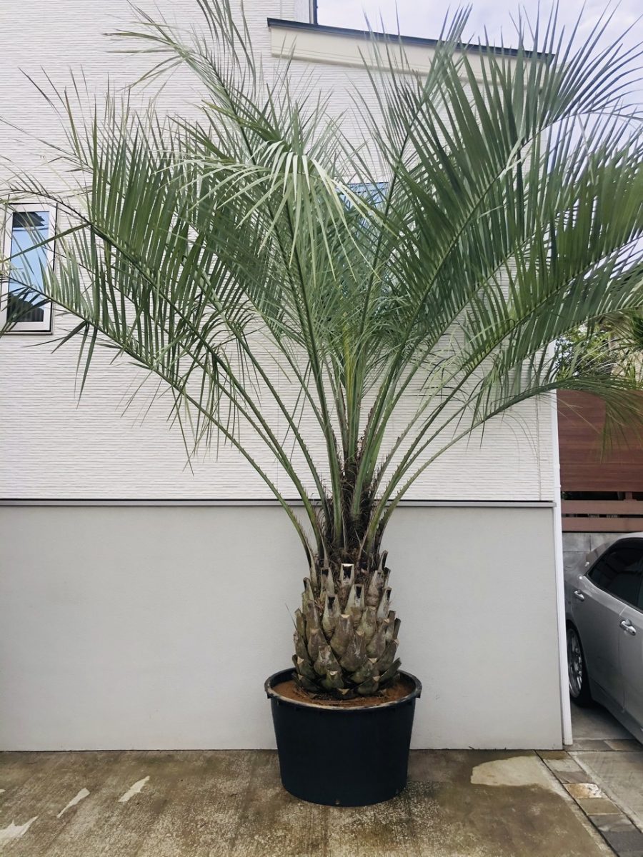 鉢入りココスヤシ 施工🏝 - アツタガーデン