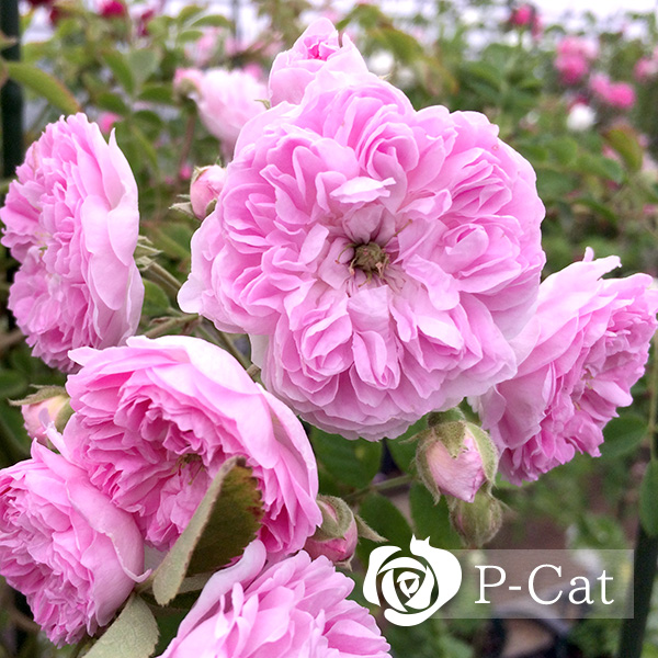 ローラダボー Laure Davoust ｜ ピーキャットローズショップ