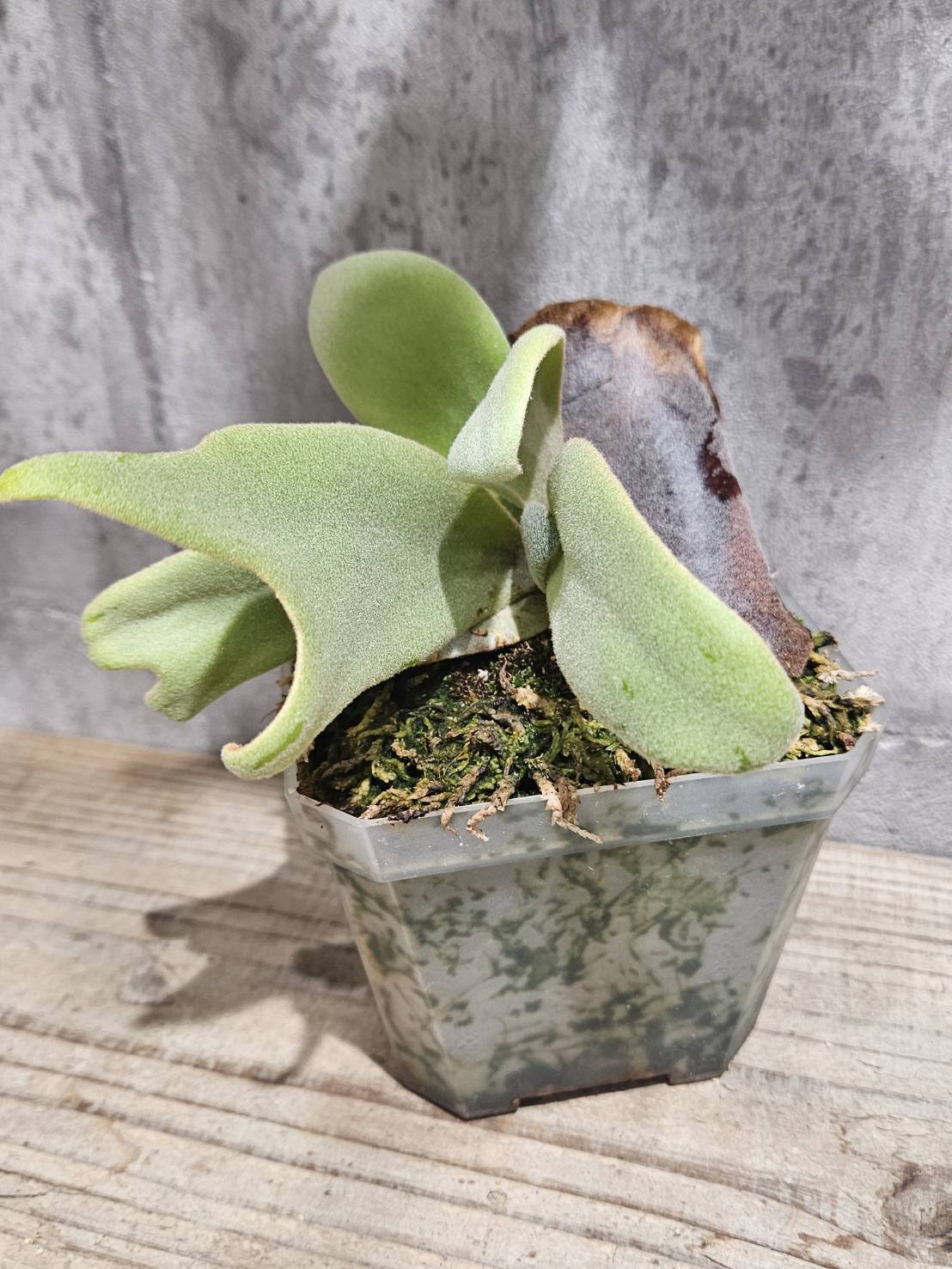 P.willinckii ZERO 【artPLANTs/PLANTSGARAGE】ビカクシダ/Platycerium