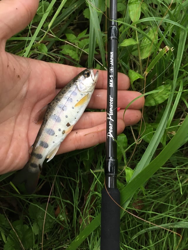 モンスターキス ディアモンスターmx-0改(初期型) Dear Monster MX-0