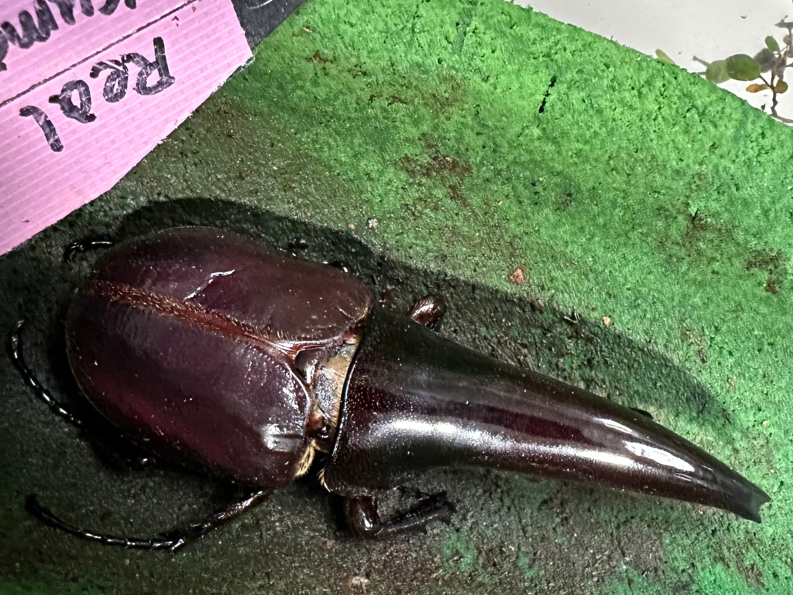 DHヘラクレスオオカブト 極短極太血統 羽化！！ | ビートルショップ