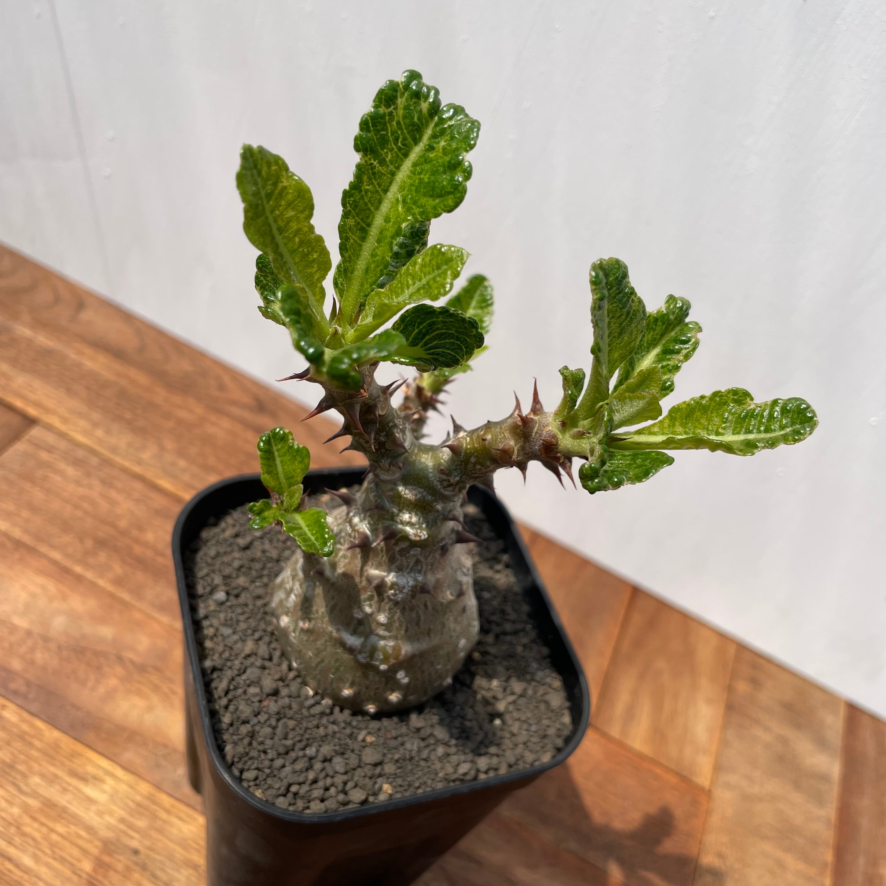 Pachypodium windsorii【パキポディウム・ウィンゾリー】 | RIMO'S