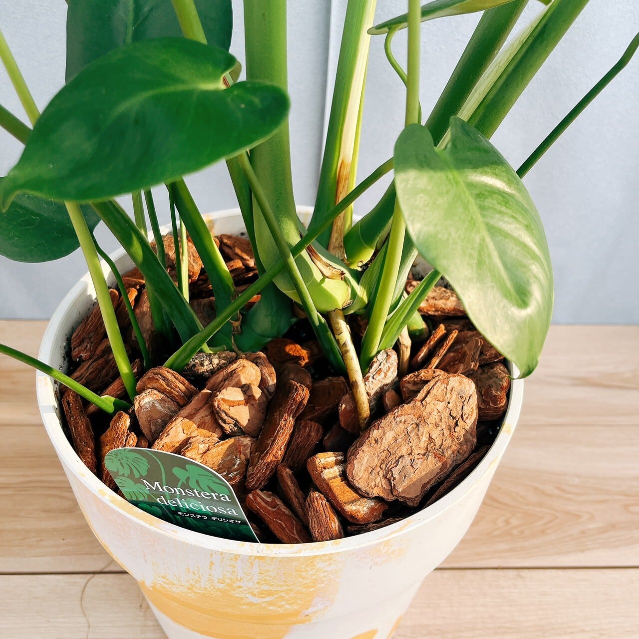 現品］90番 モンステラ デリシオーサ 8号 観葉植物 室内 大型 育て