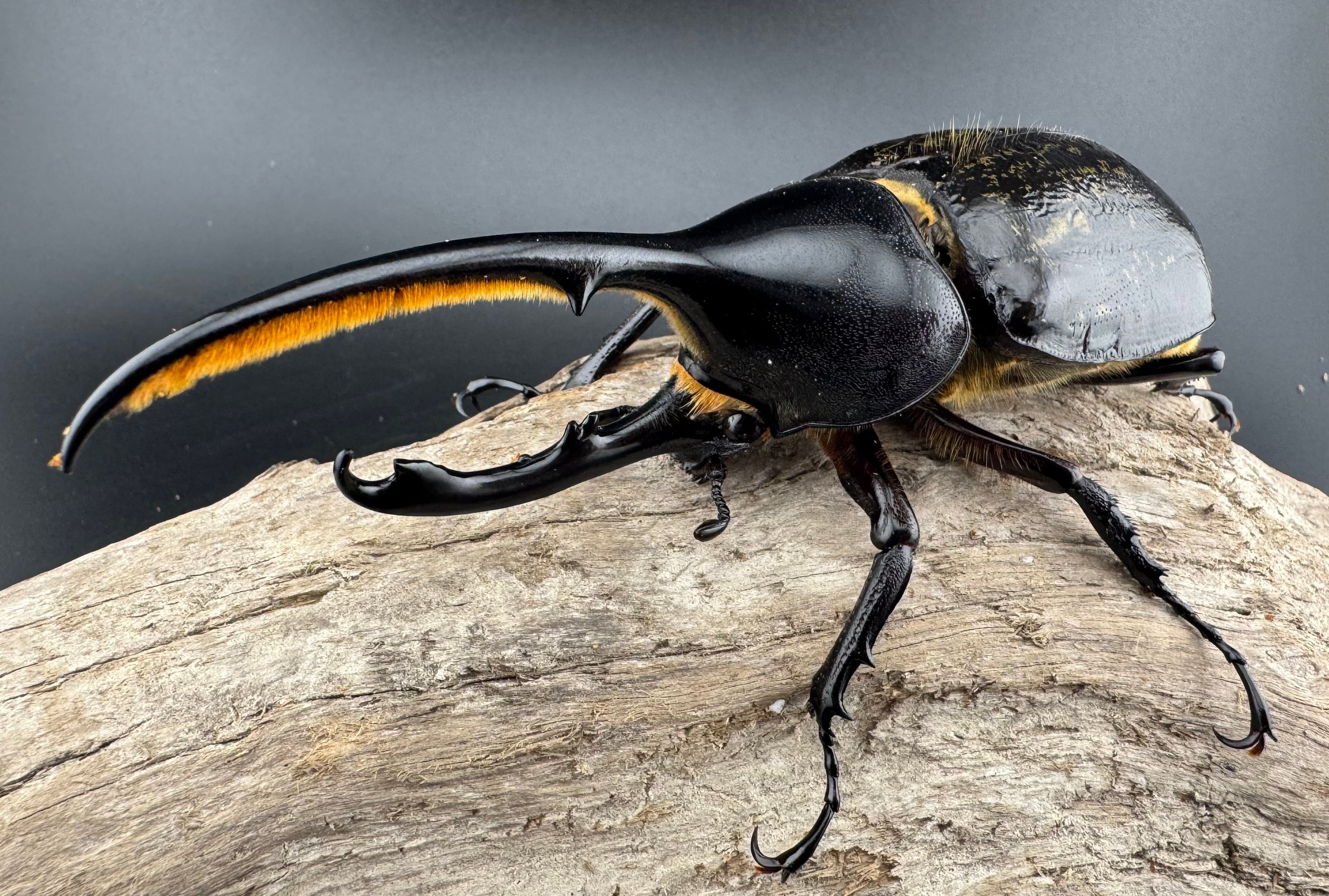 WD】《ヘラクレス・リッキー コロンビア産 120mm ペア》 | KPW公式