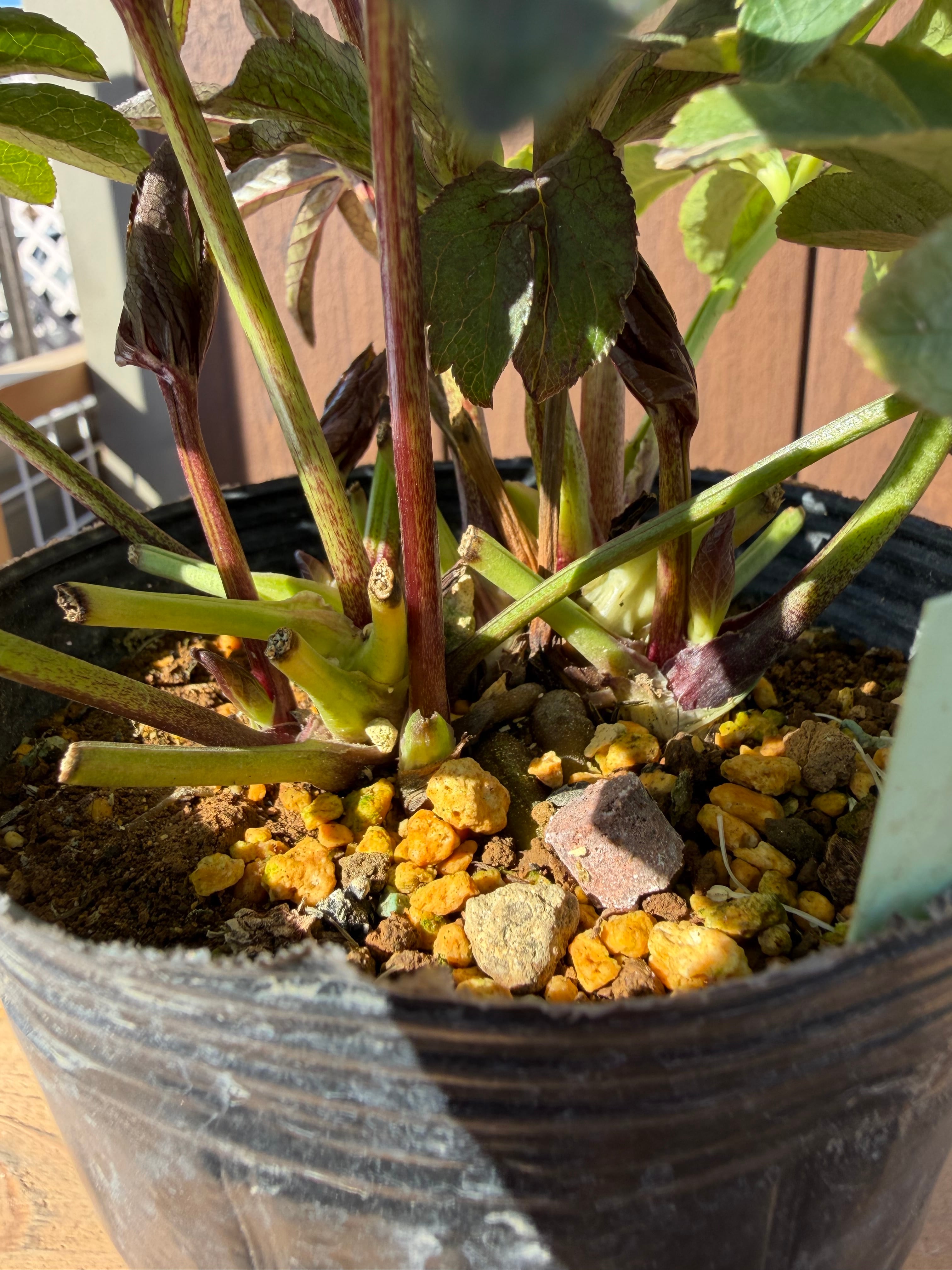 ポーセリンhyb. 大木ナーサリー クリスマスローズ【Og19】送料無料