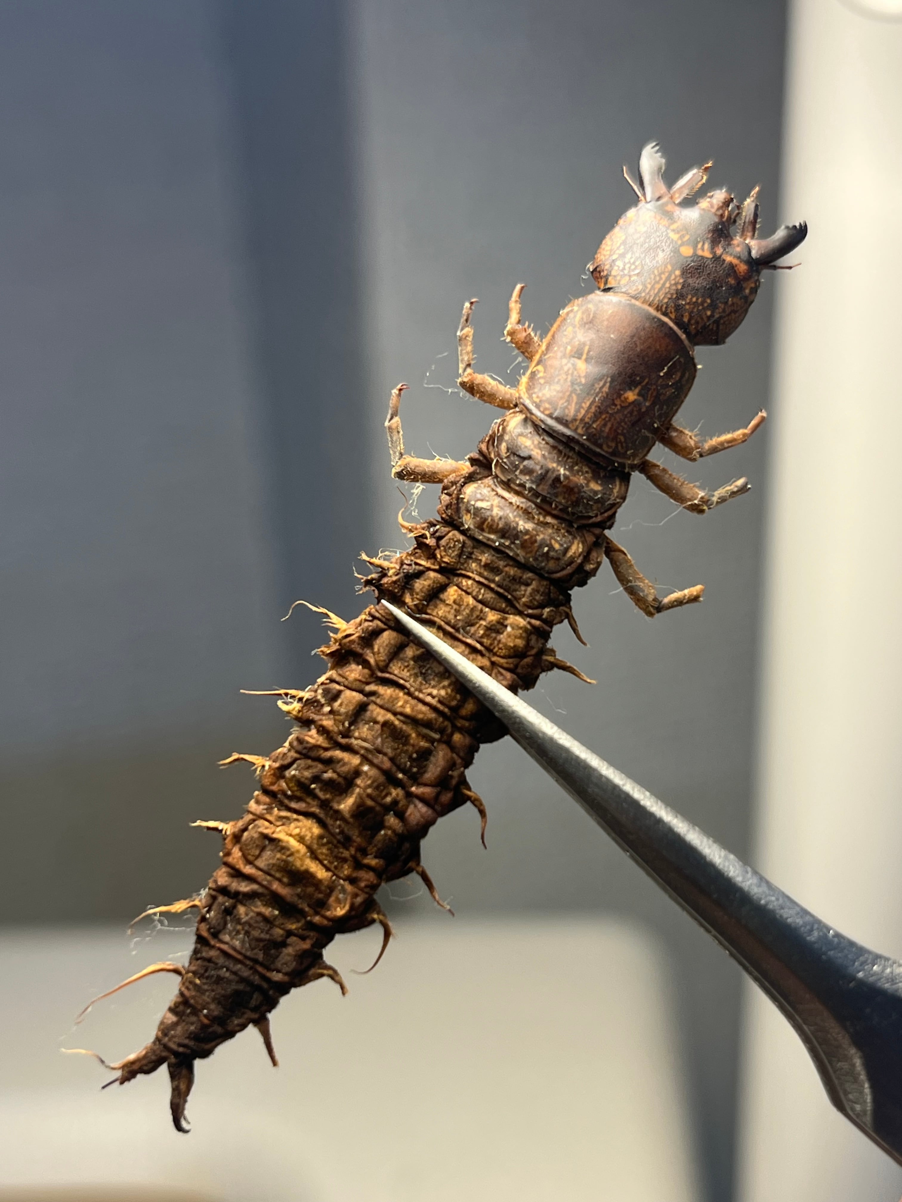 毒刺甲虫】サソリカミキリ 昆虫標本 Onychocerus ウスバカミキリ 毒刺