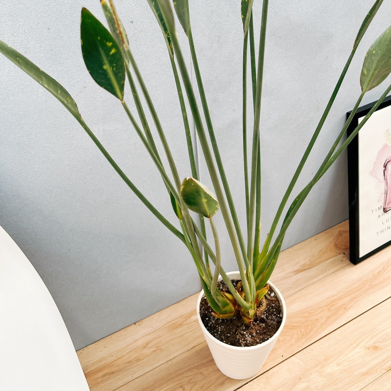 現品］【希少】2番 ストレリチア ノンリーフ 根上がり 7号 観葉植物