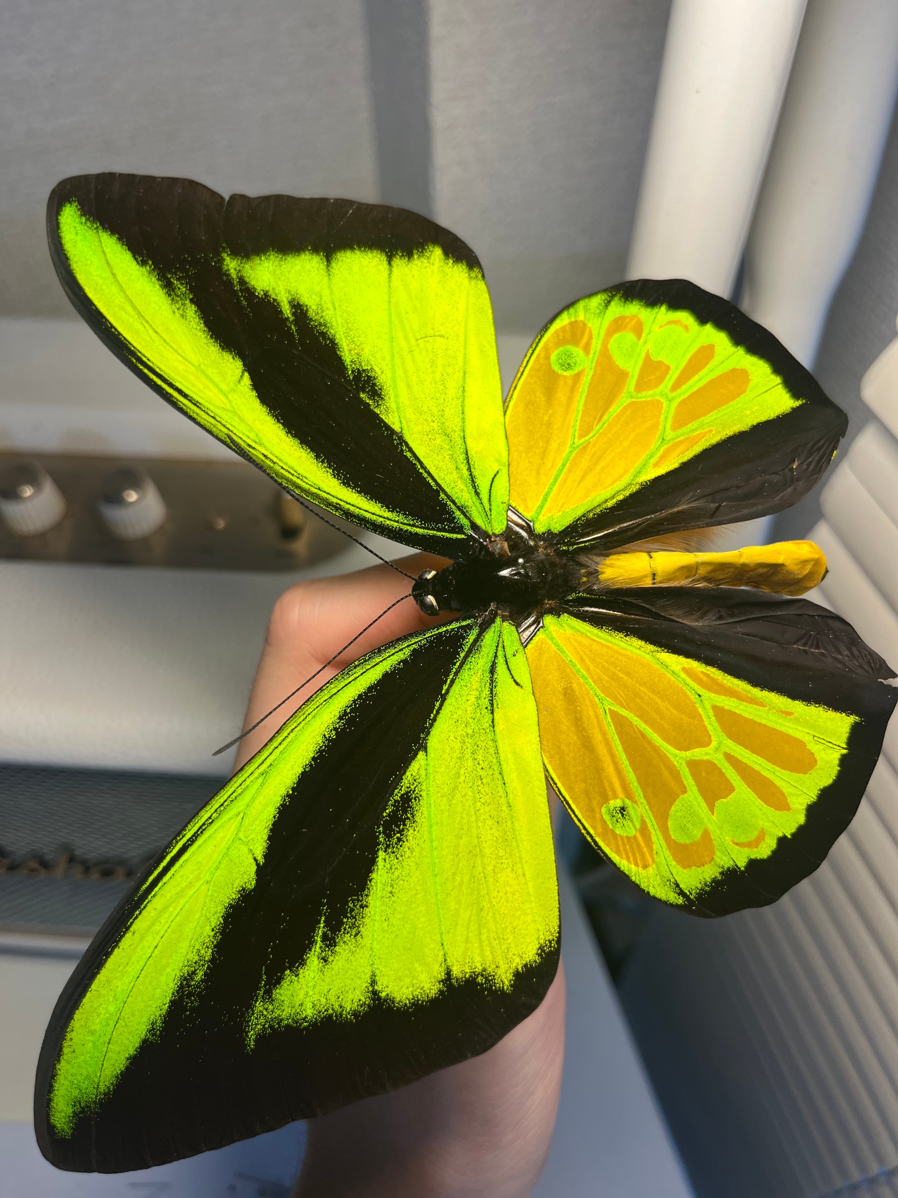 蝶最大級】ゴライアストリバネアゲハ 外国産蝶標本 蝶 標本 メガネ