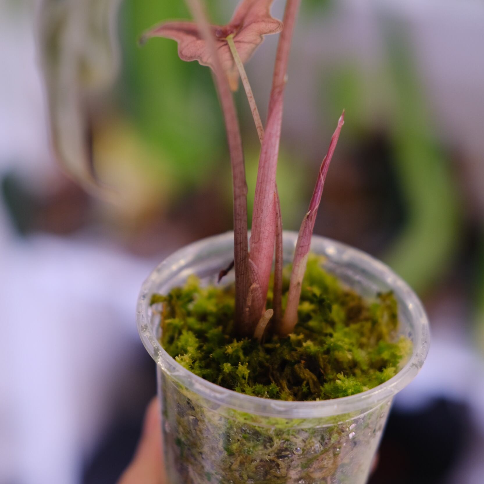 Alocasia Nobillis Pink 