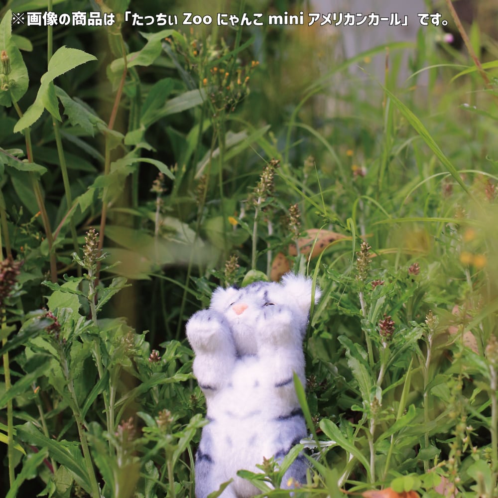 たっちぃZooにゃんこmini ハチワレ | リードのおみせ Catail