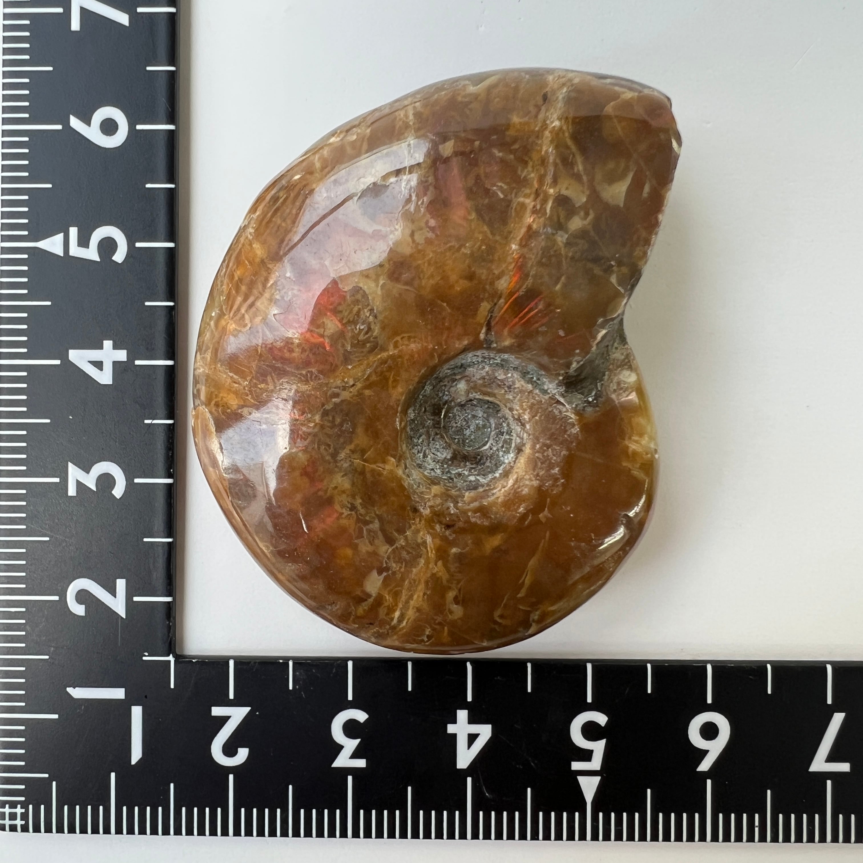 E21052】レッドファイヤーアンモナイト 化石 クリオニセラス