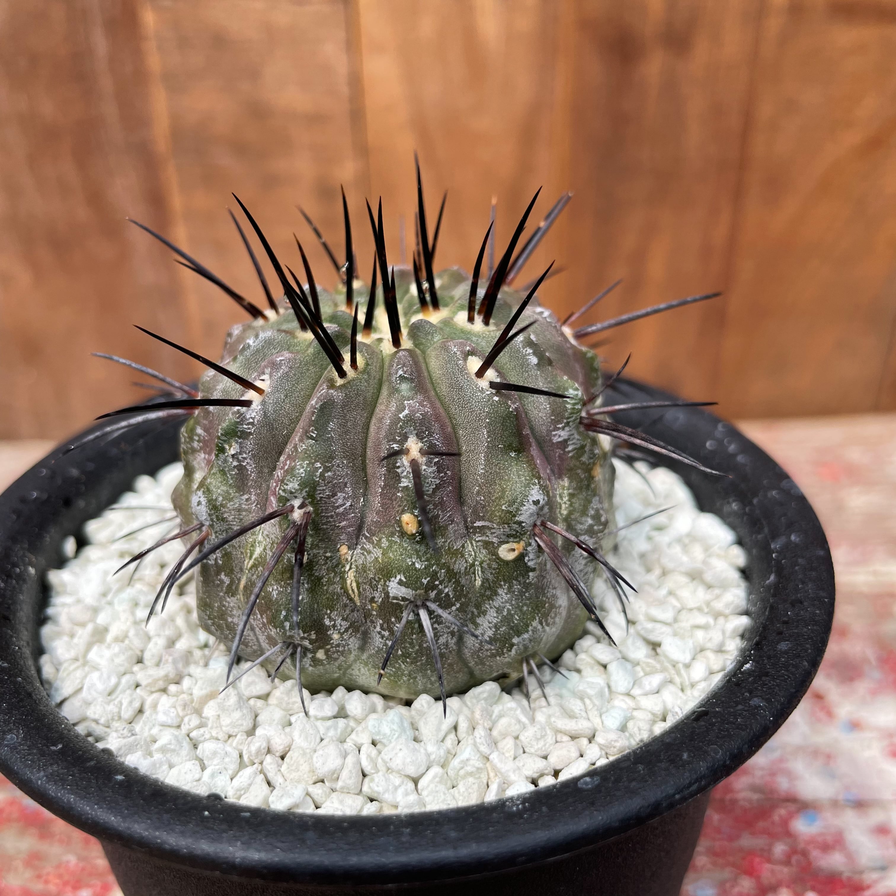 Copiapoa cinerea v. dealbata【コピアポア・黒士冠・実生】 | RIMO'S