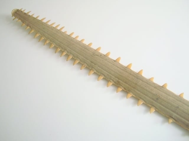 ノコギリエイ 吻 歯 | 地球屋