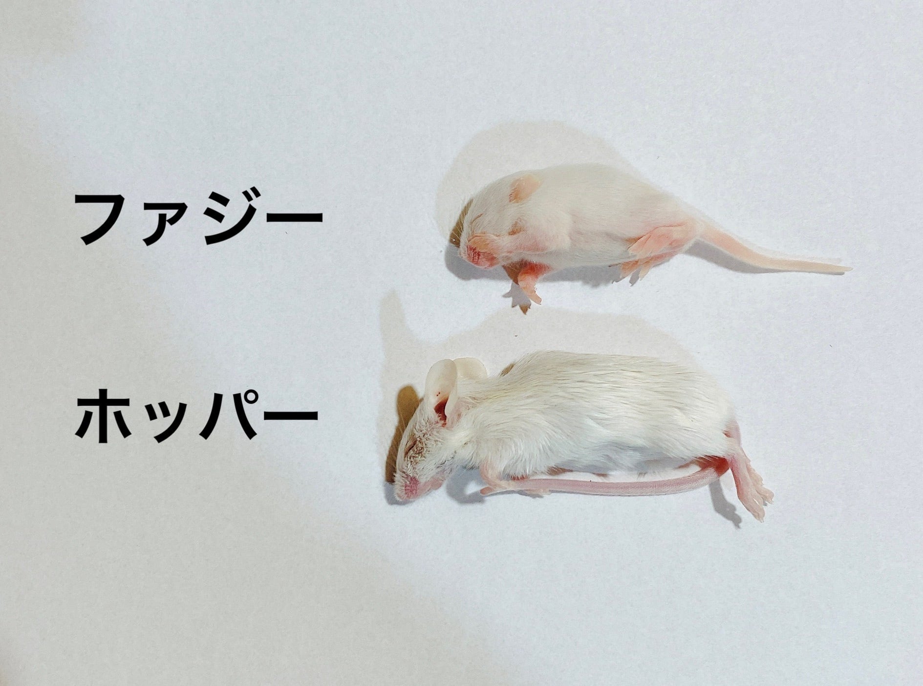 ホッパーマウス | ネズミ屋さん