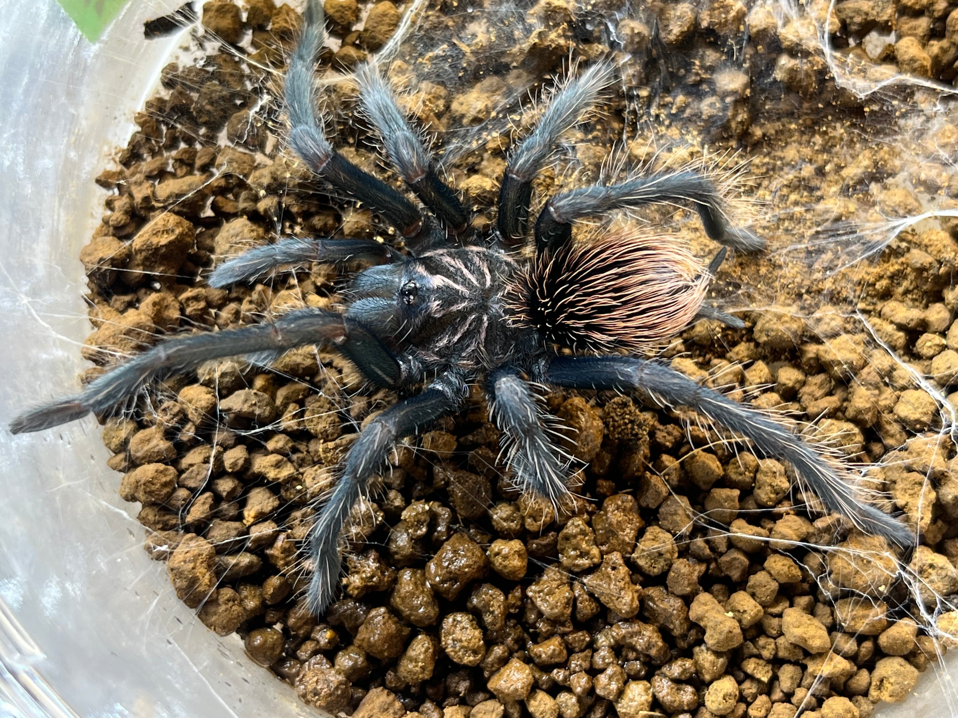 4a3625770f73eded6d52418f4bb7b2