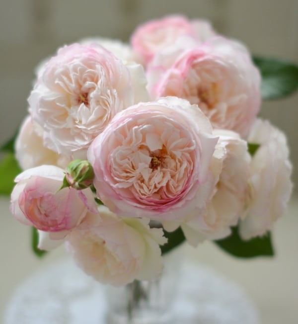 秦森康屯 白バラ 秦森康屯 白バラ 5/18 バラ | 藤沢市長久保公園 都市