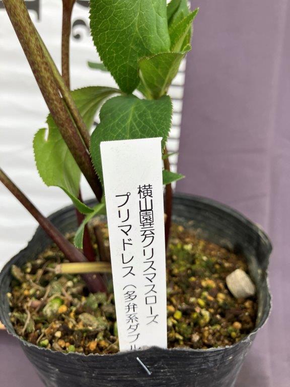 クリスマスローズ 横山園芸 プリマドレス 多弁系ダブル | 日本ライン