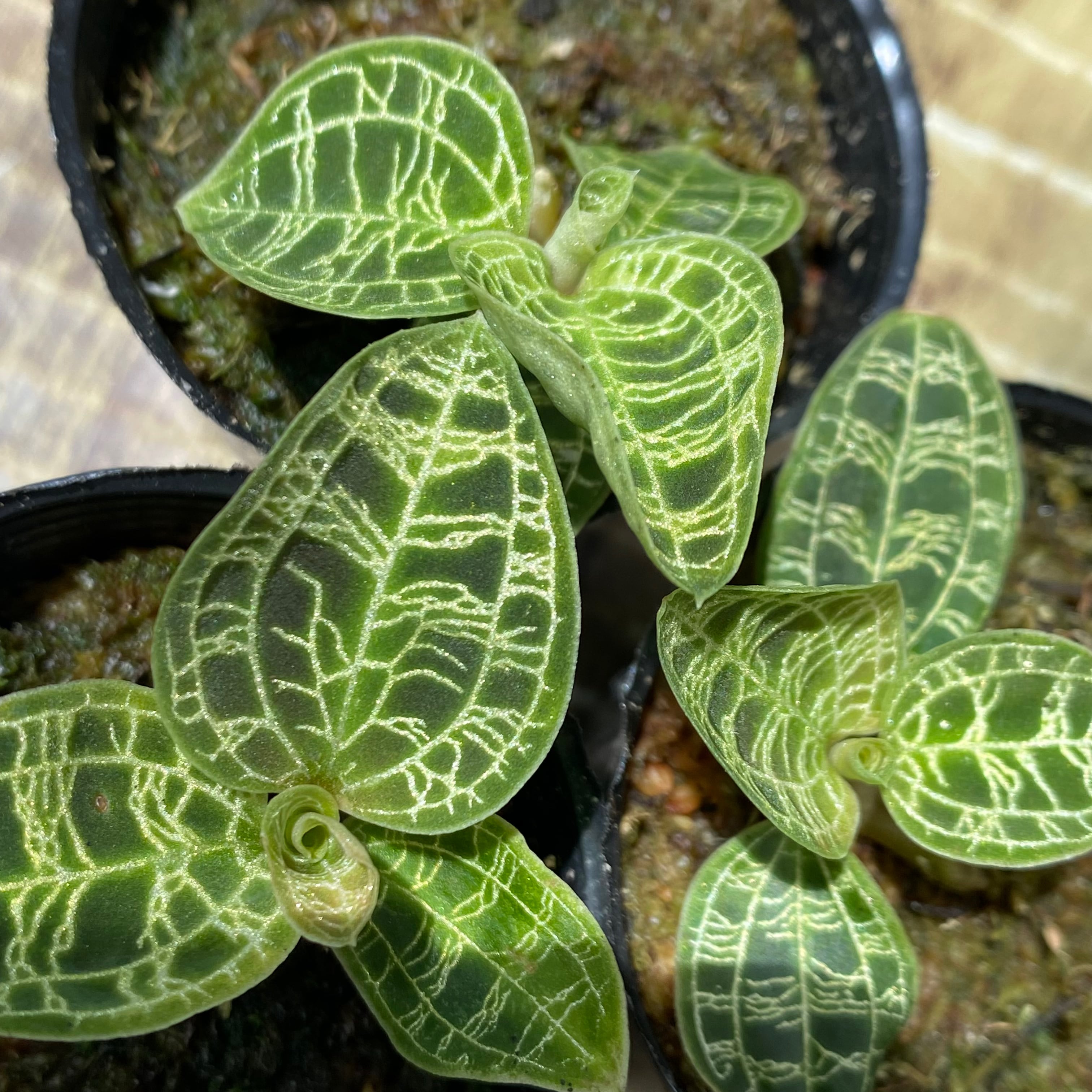 4be5076b6306c18020e74887a993d7