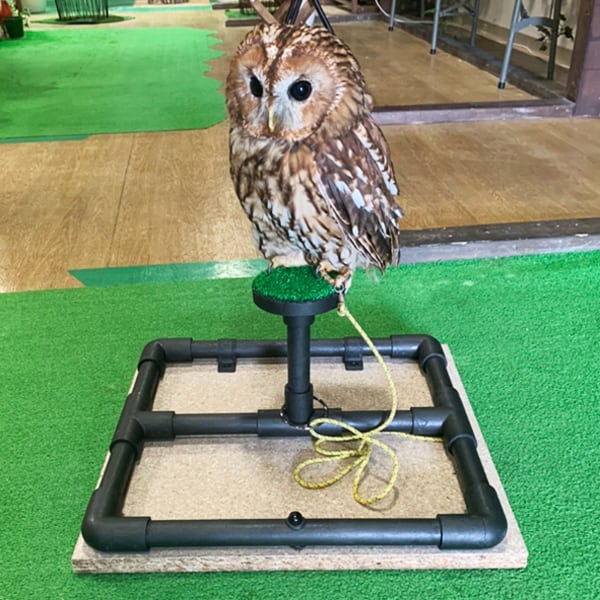 ファルコンブロック 黒【フクロウ 猛禽類用】 | アトリエ ぽっくる