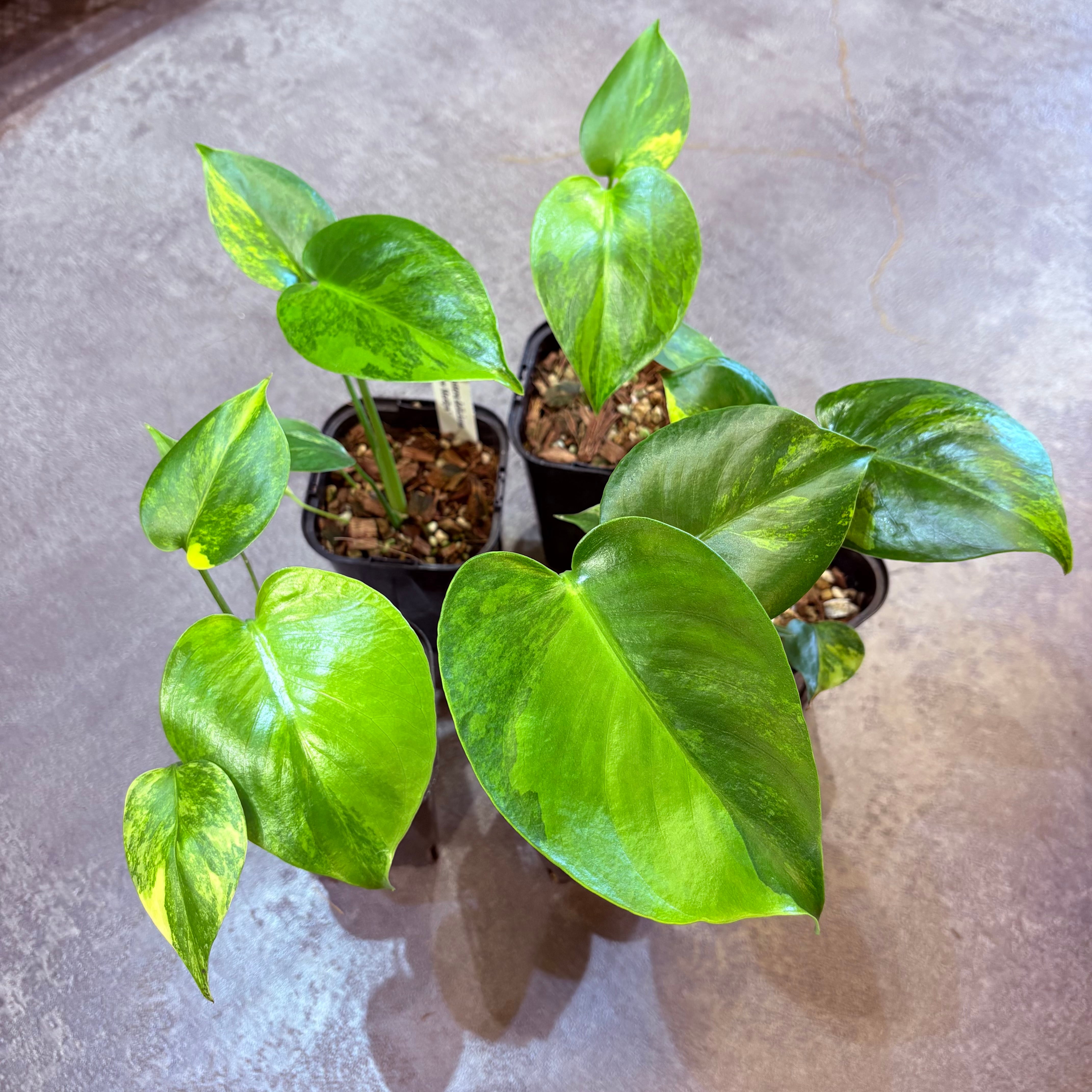 モンステラ デリシオーサ イエローマリリン 3.5号 | Green Vibes