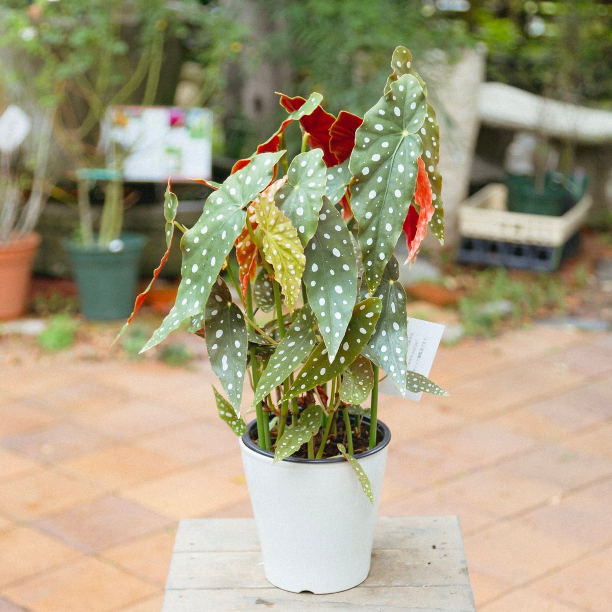 希少 ベゴニア マクラータ○観葉植物 ブラジル産 木立性 5号 半日陰 半