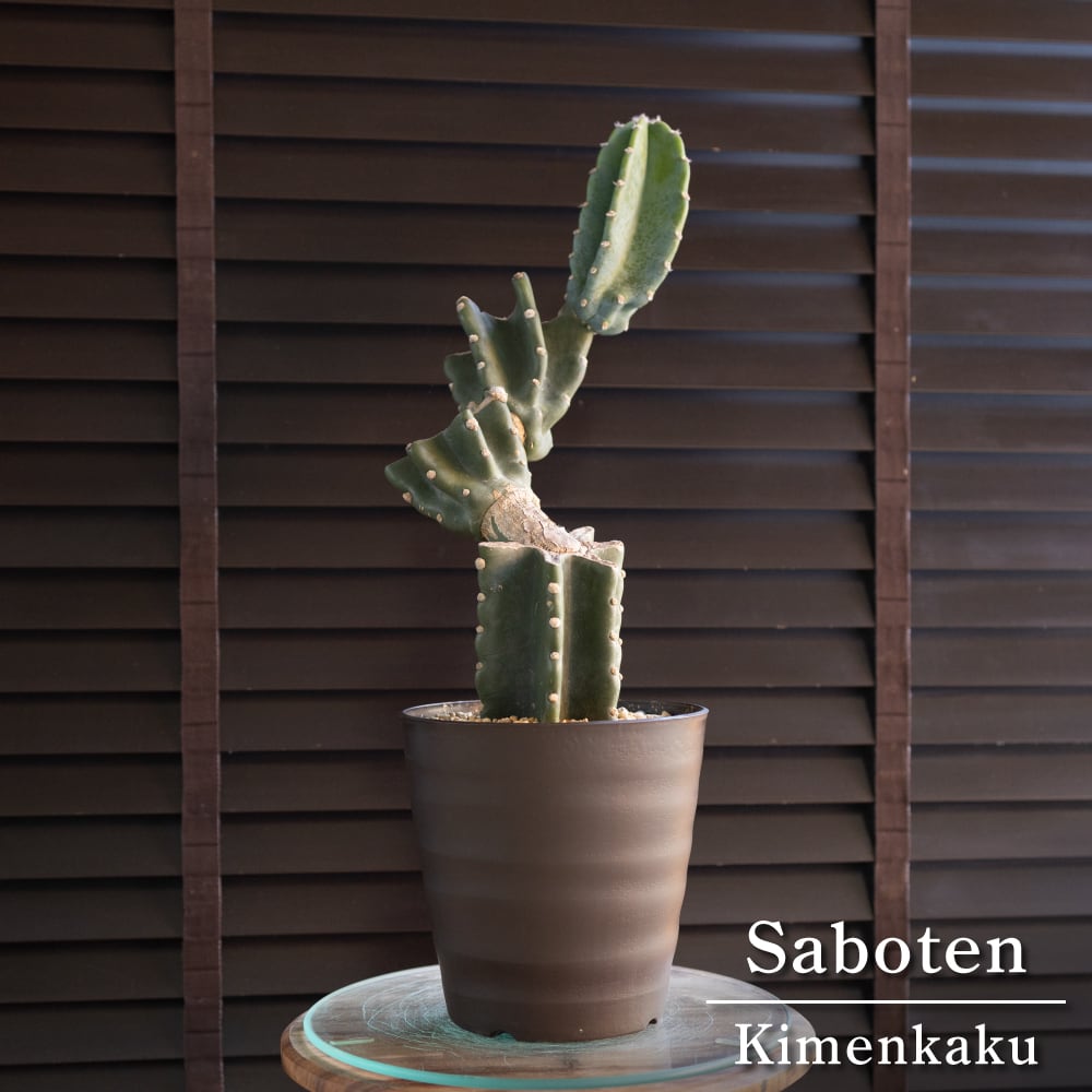 柱サボテン ブランチ 鬼面角 6号鉢 Branch サボテン 観葉植物 石化