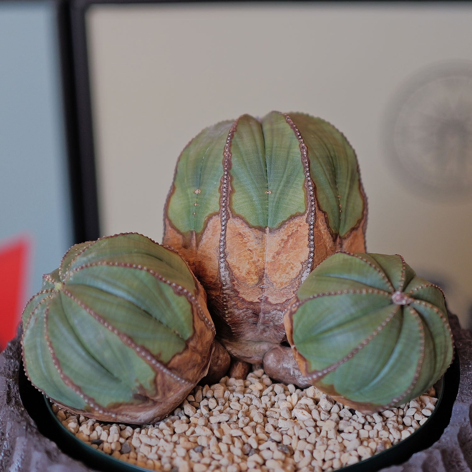 超厳選 オベサ | LIGHTHOUSE.PLANTS - 海外実生株のオベサなど輸入植物