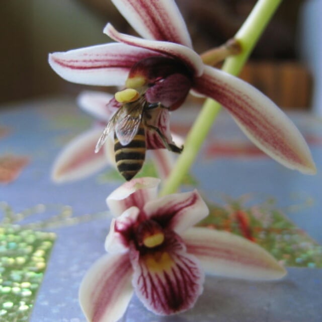 シンビジューム原種・フィンレイソニアナム6寸鉢 | hanazukin（花