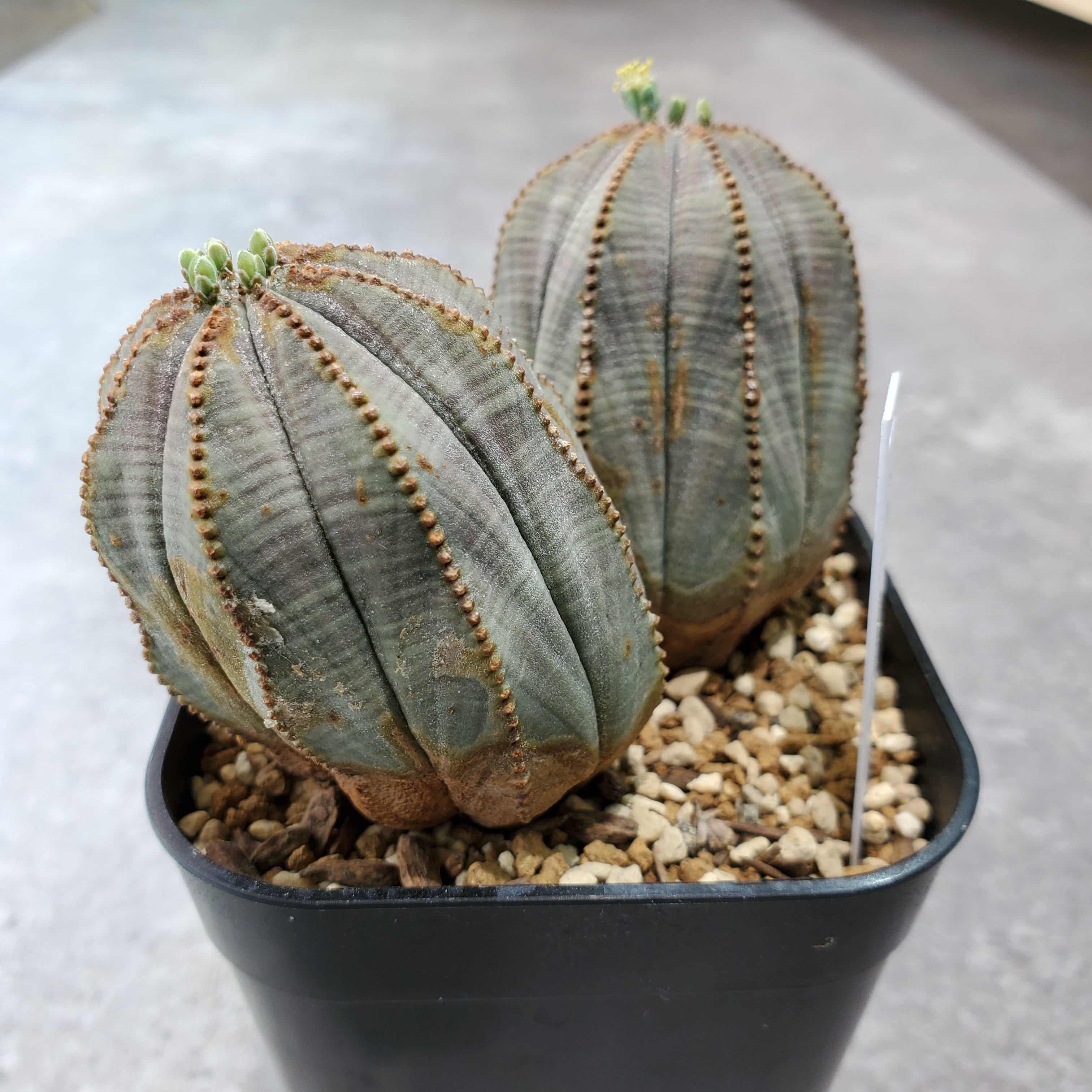 2頭群生タイプ】雄株 Euphorbia Obesa ユーフォルビア オベサ