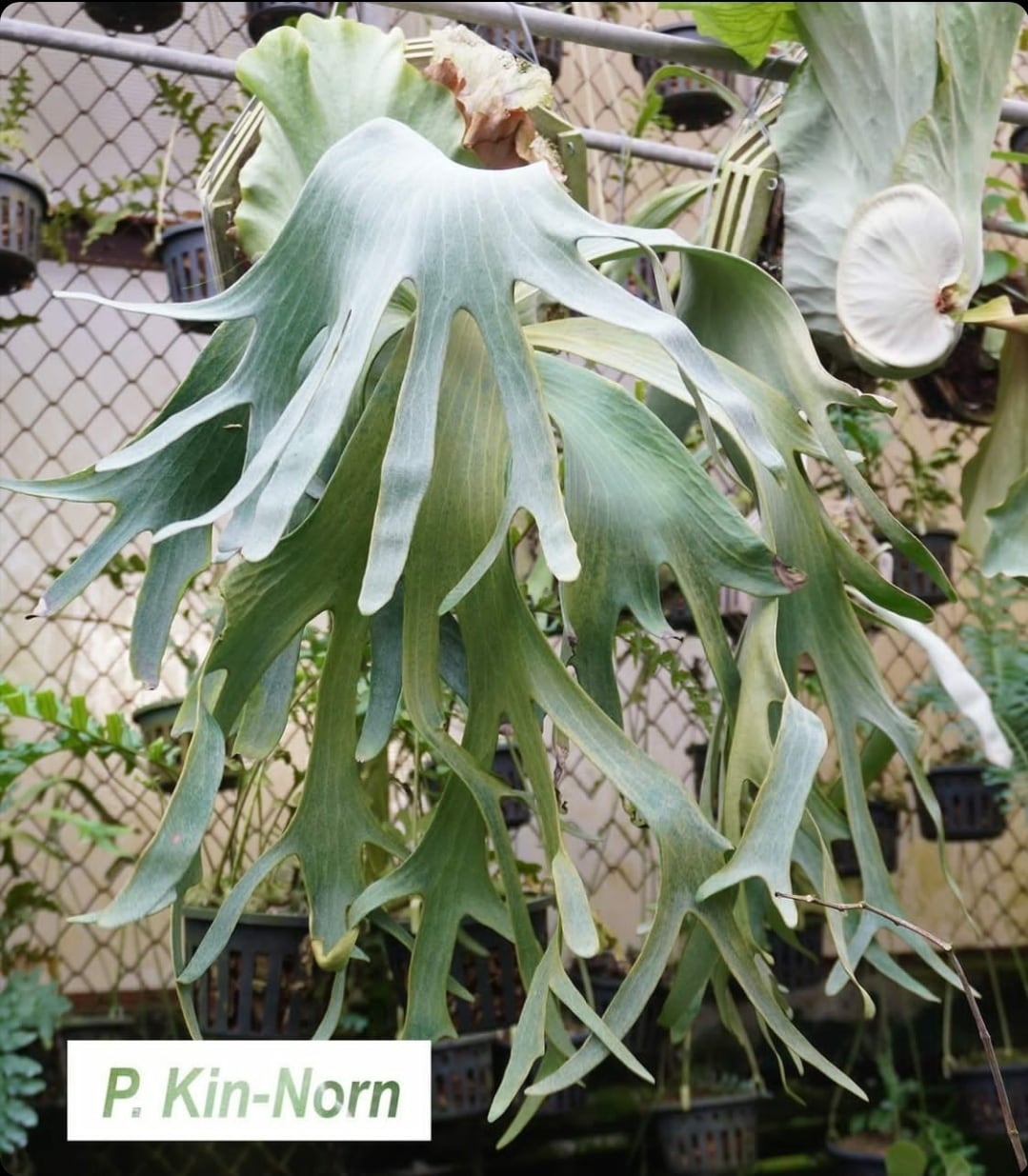 P.Kin-Norn (Pup)《FSQ》【artPLANTs】ビカクシダ/Platycerium