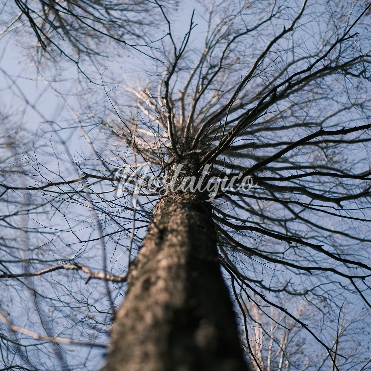 下から見上げた木（枯れ木） | Nostalgico（ノスタルジコ）写真素材