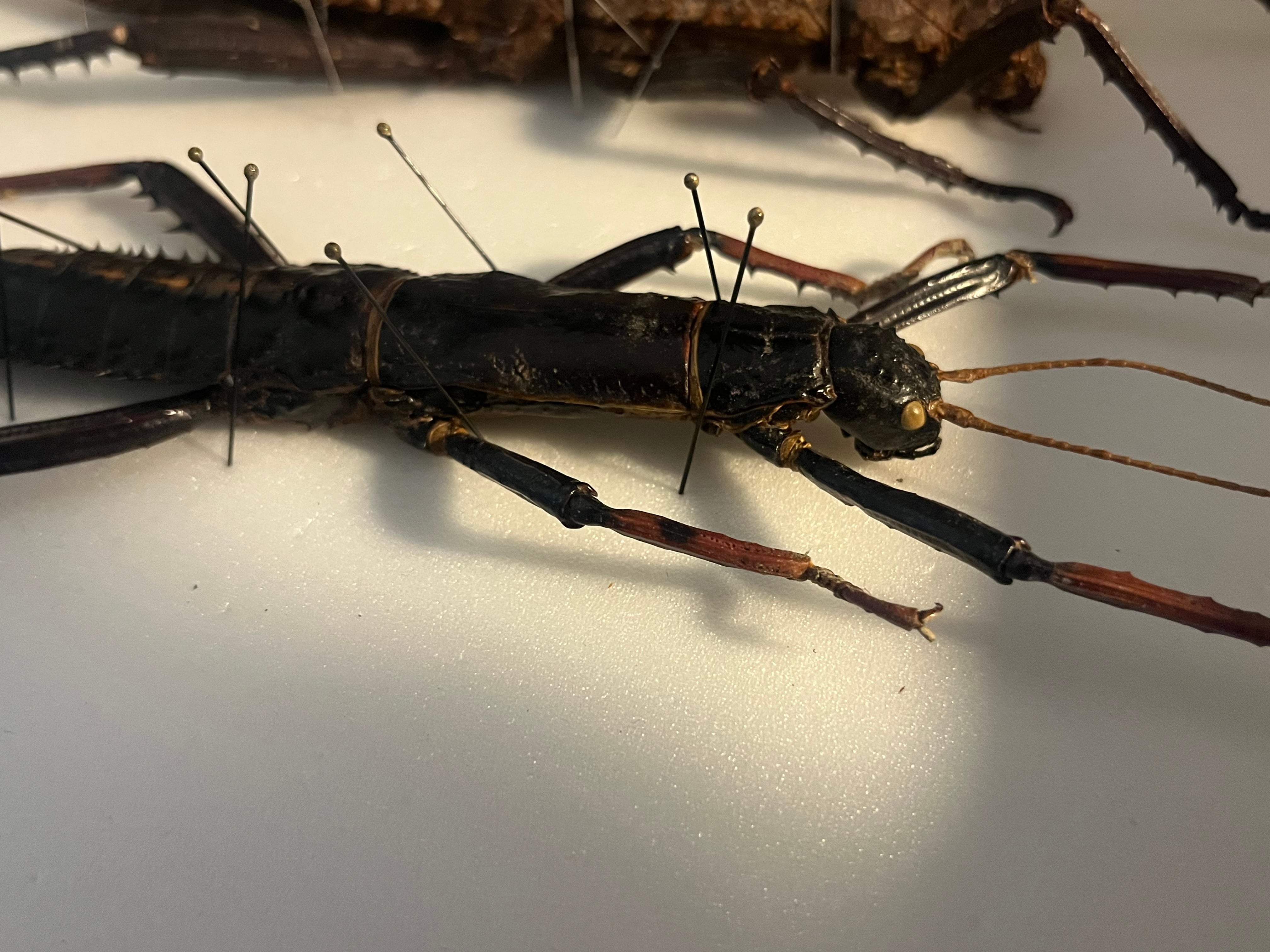 ♀】トゲアシフトナナフシオバケフトナナフシコノハムシカマキリ