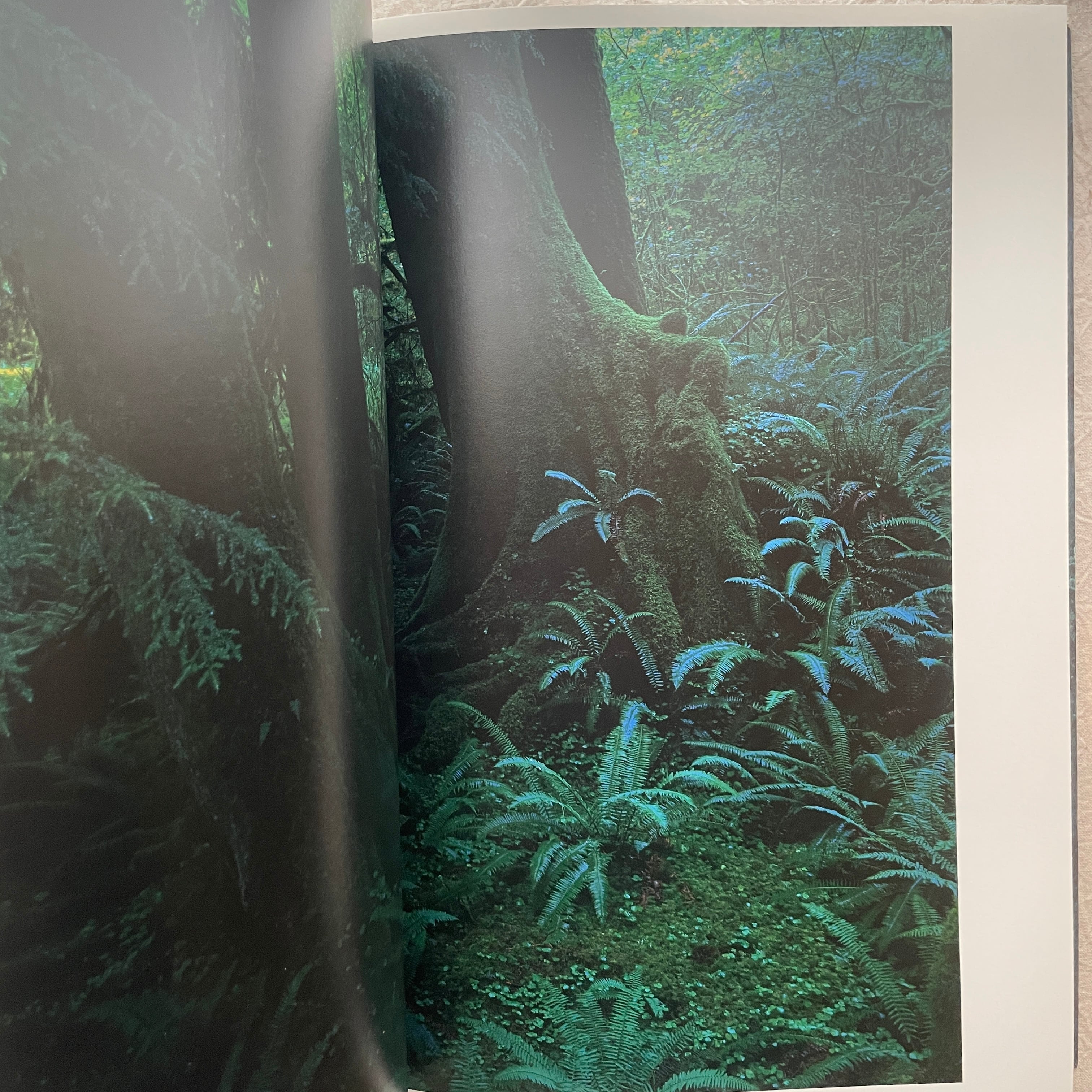 QUINAULT / 上田義彦(Yoshihiko Ueda) | 汀線 / TEISEN BOOKS