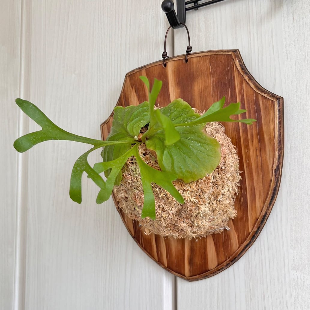 ビカクシダ リドレイ 板付 【観葉植物 室内 コウモリラン】 | bikakuya