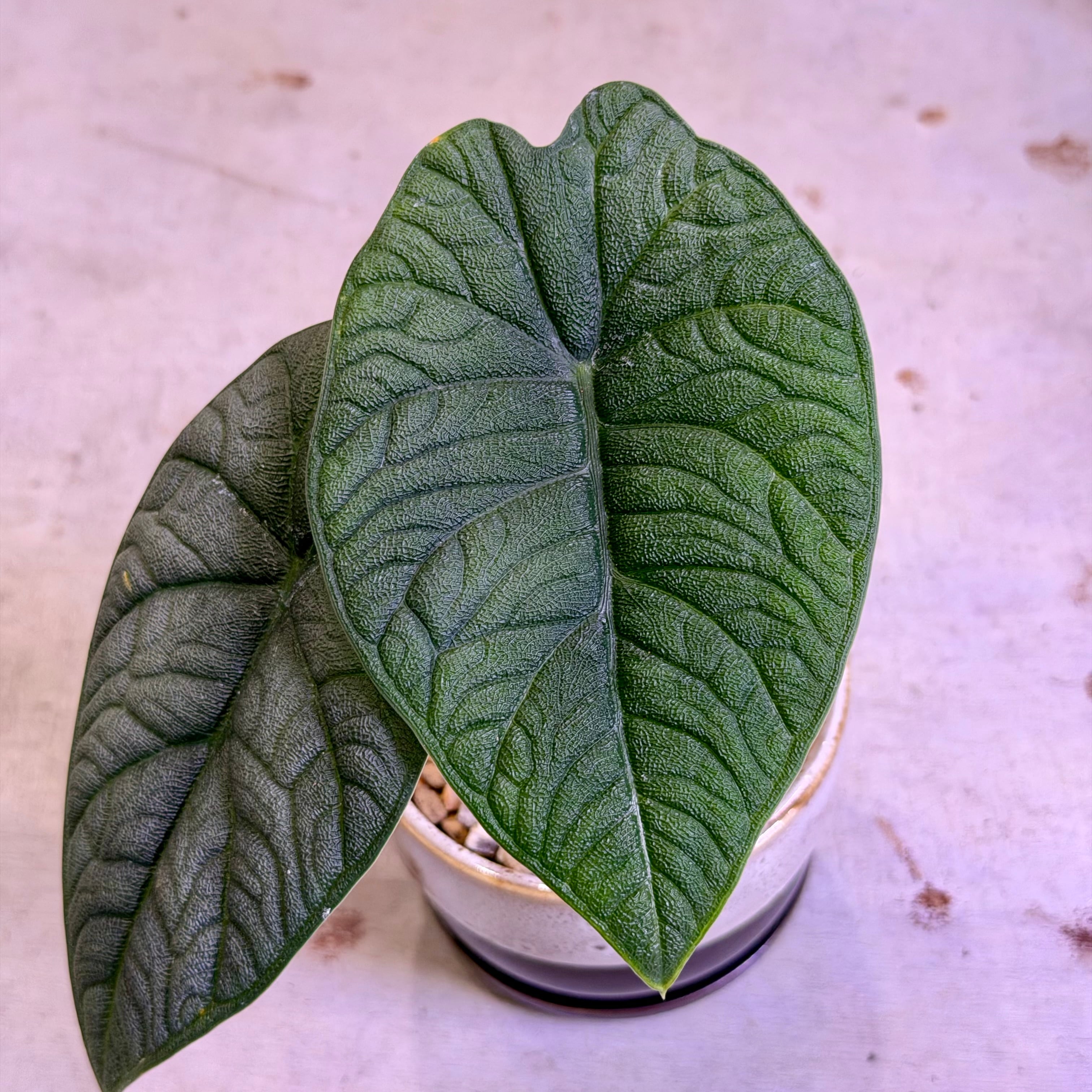 アロカシア・マハラニ | barrelplants_BONSAI