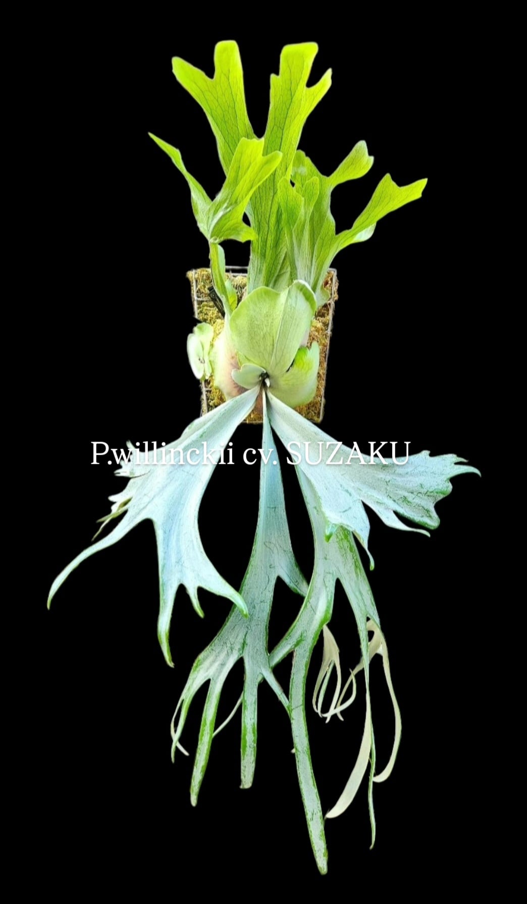 P.willinckii cv. Suzaku【artPLANTs/PLANTS GARAGE】ビカクシダ