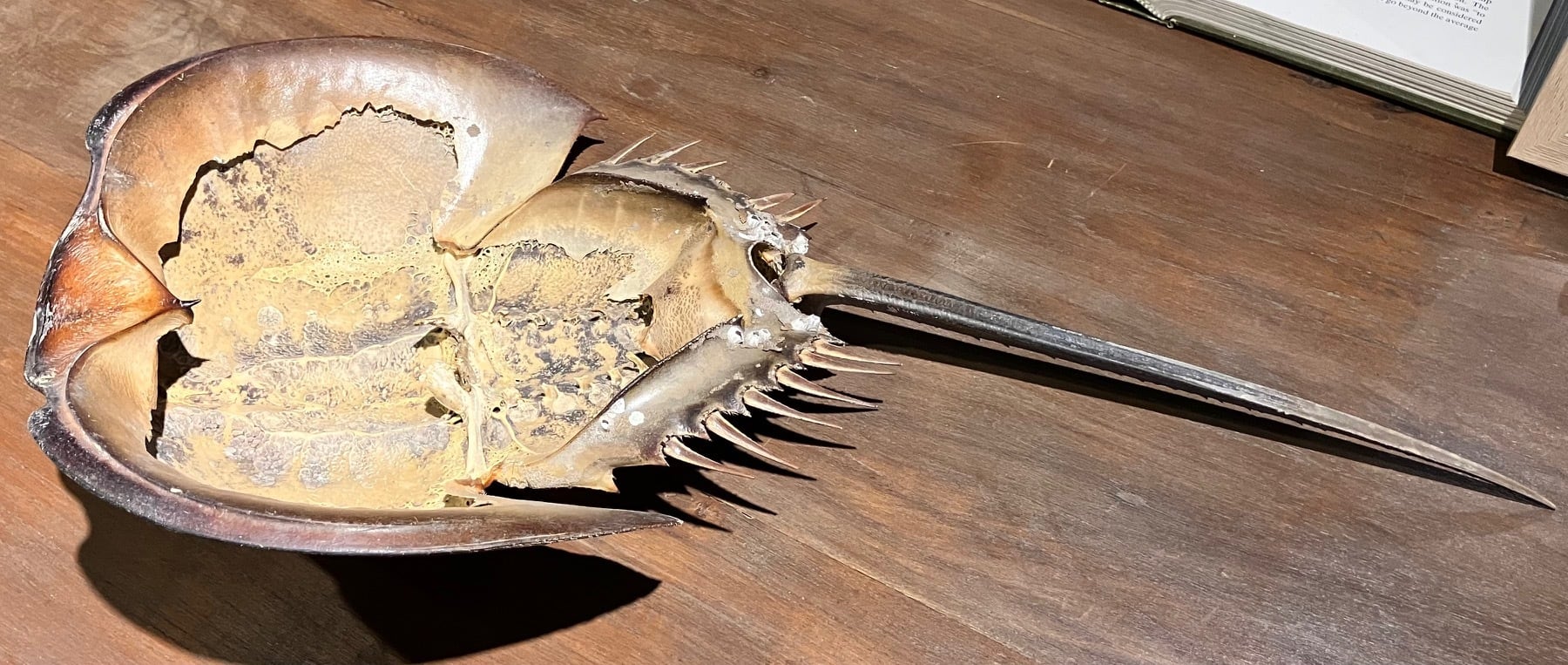 カブトガニ標本 | THE STUDY ROOM