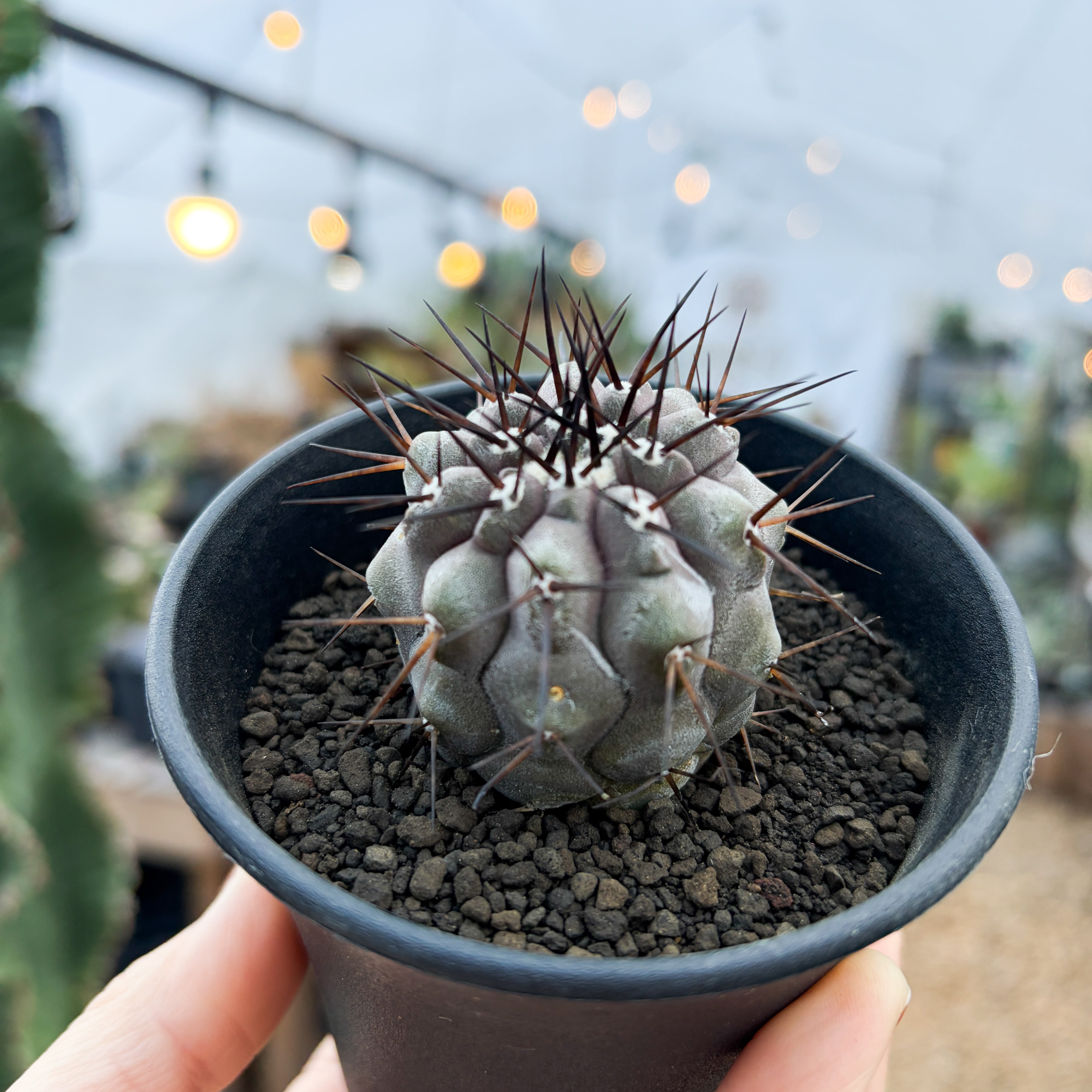 Copiapoa cinerea【コピアポア・黒王丸・実生】 | RIMO'S GREEN