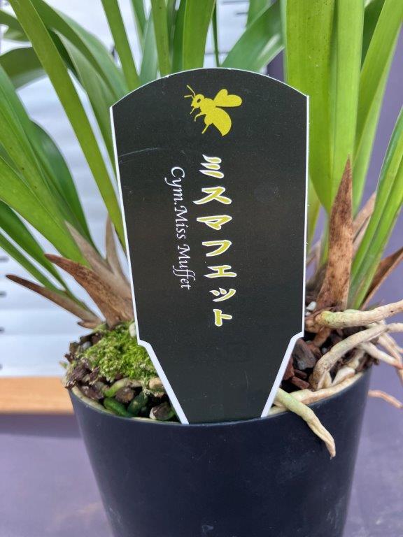 ミスマフェット。花芽1個。5鉢セット。蜜蜂誘引蘭。 【公式通販】