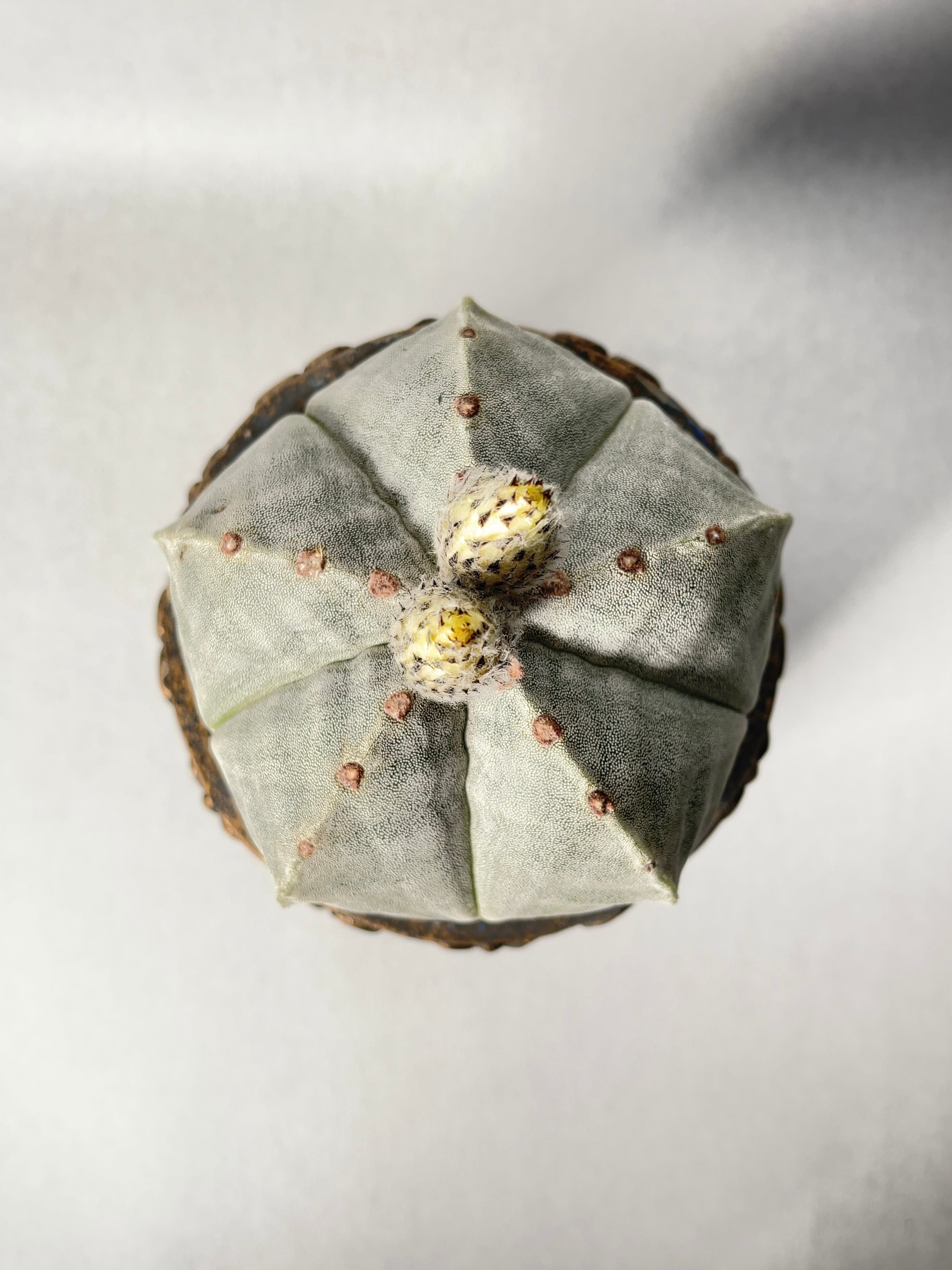 アストロフィツム・ストロンギロゴナム | trigger