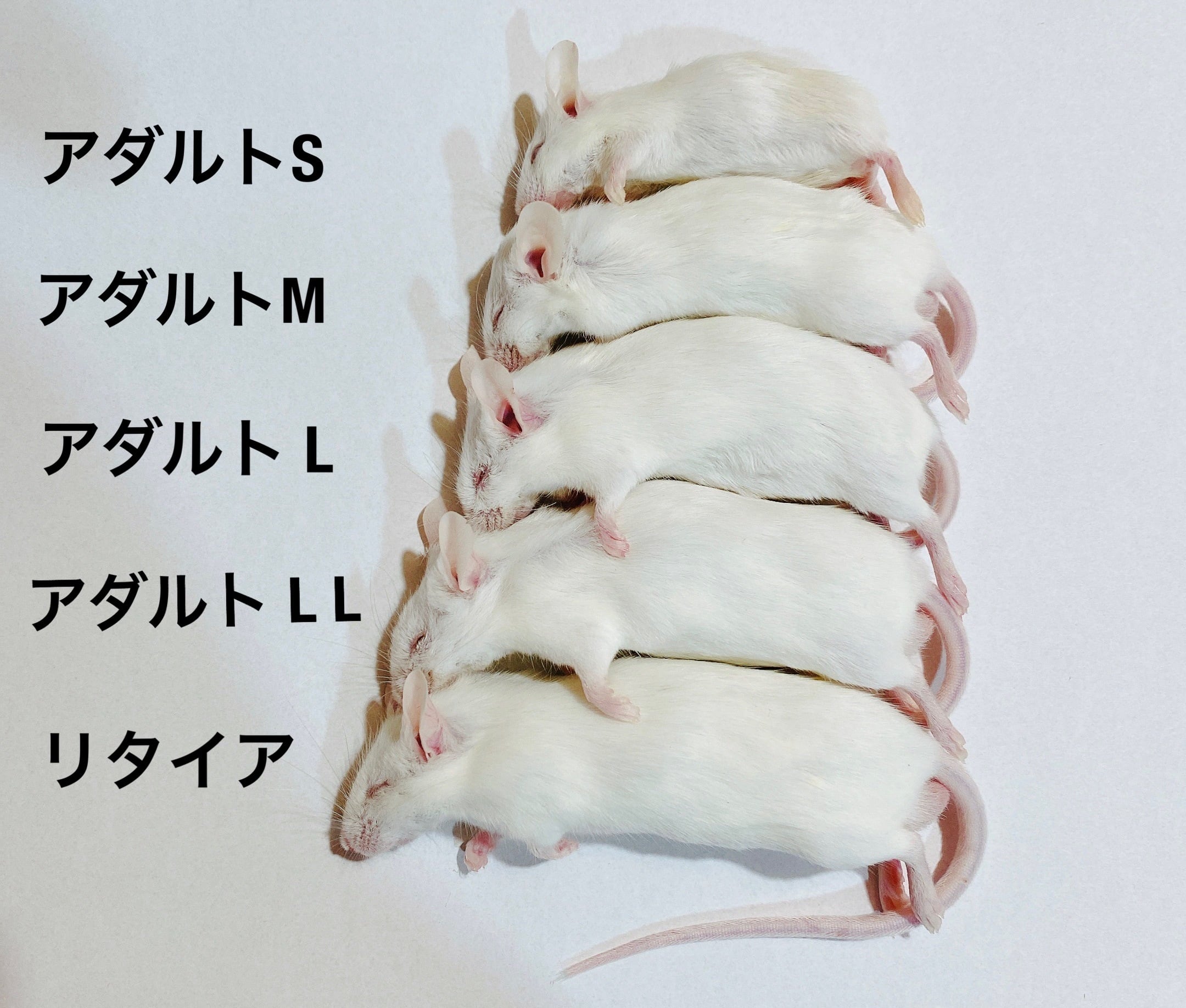 アダルトマウス LL サイズ | ネズミ屋さん