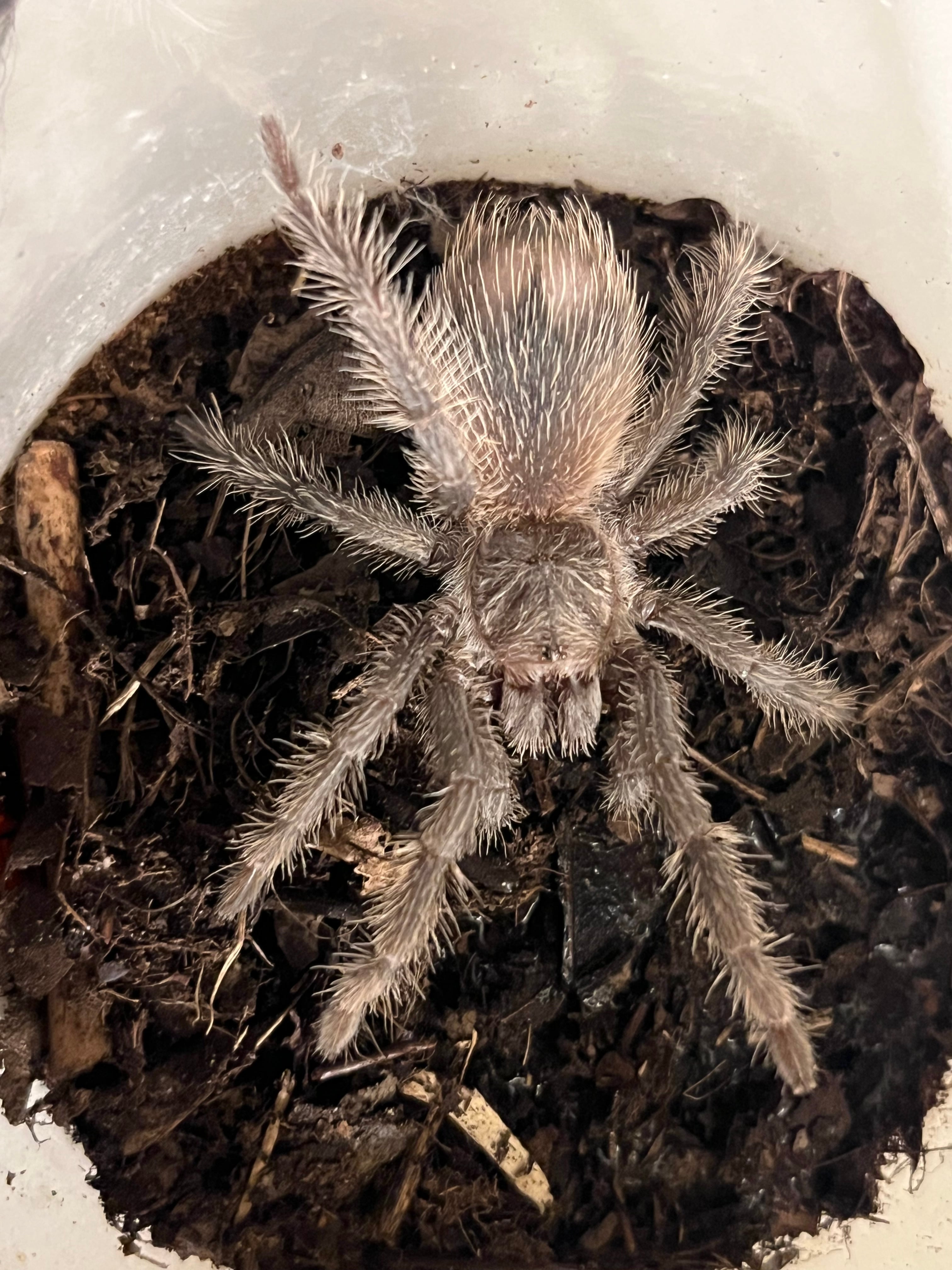 標本】カニムシ オオキバウスバカミキリ テナガカミキリ 昆虫標本