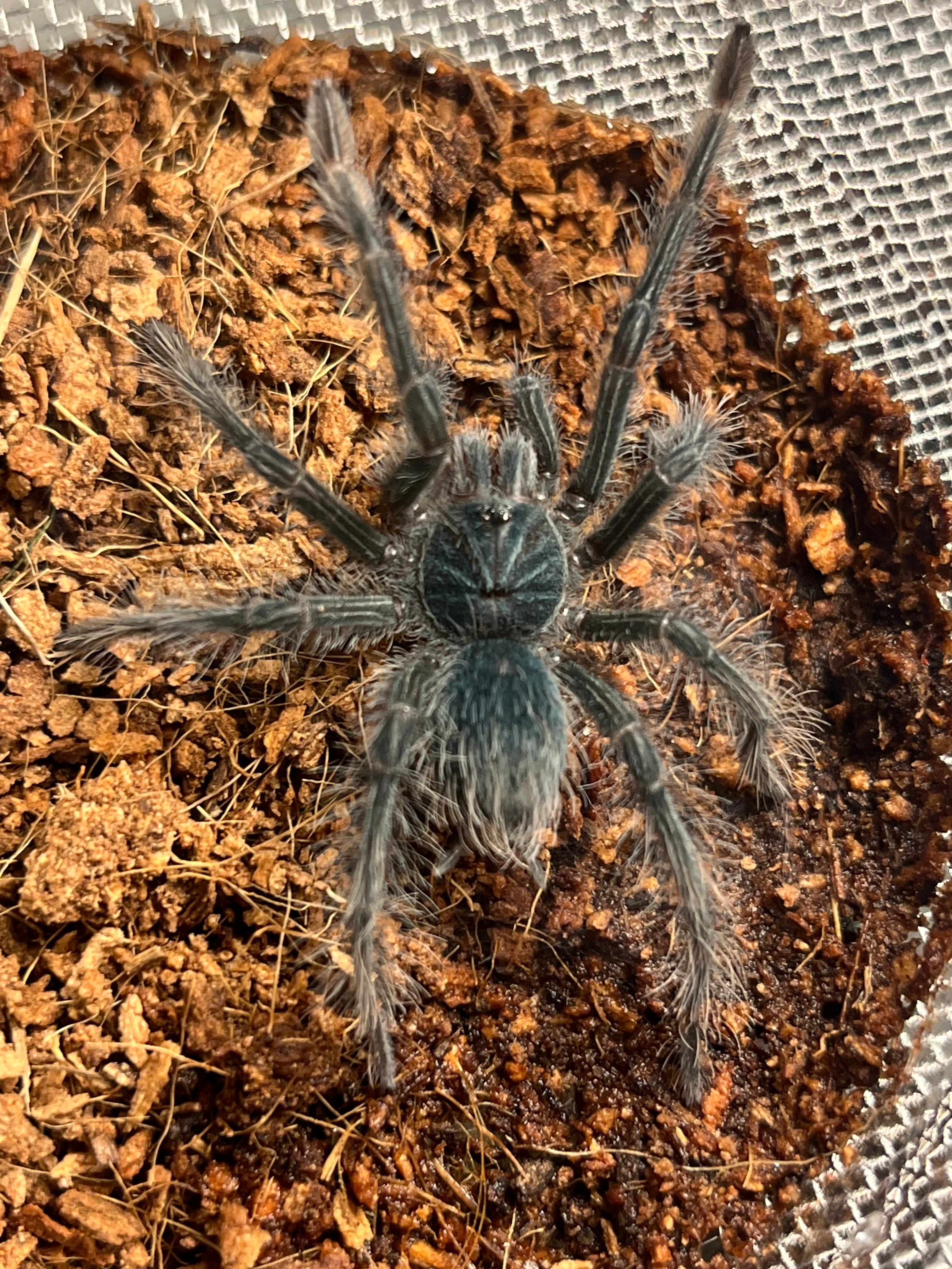 ギネス】ゴライアスバードイータータランチュラ ルブロンオオツチグモ