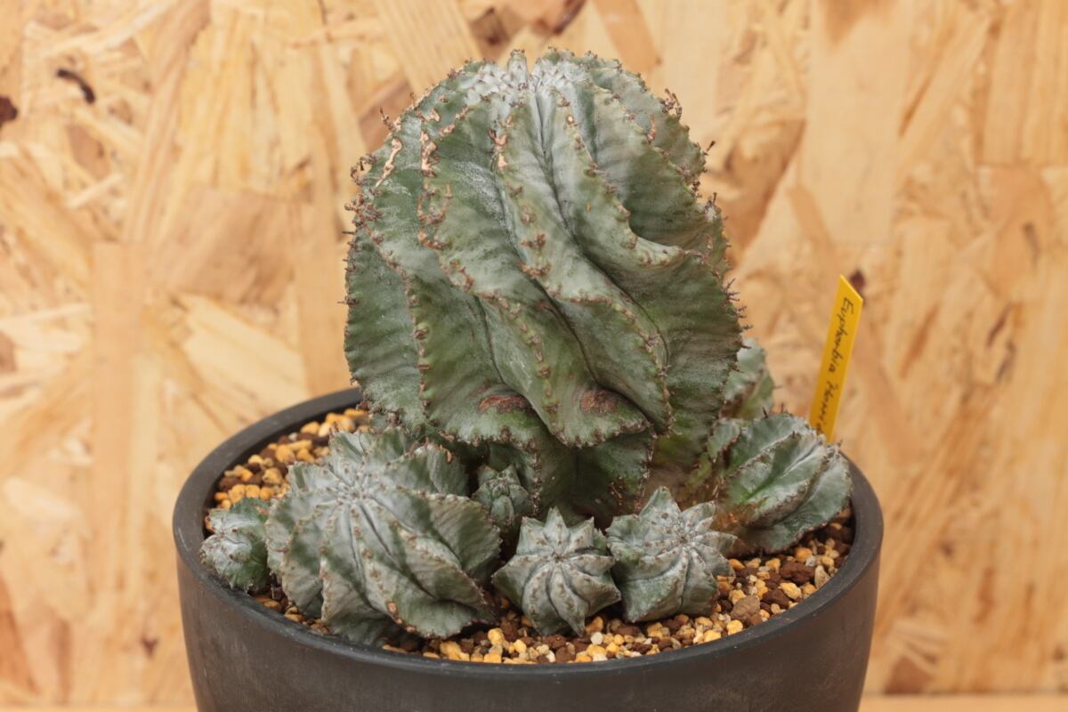 販売済み：オベサ 図鑑】【群生白衣ホリダ 】Euphorbia Horrid