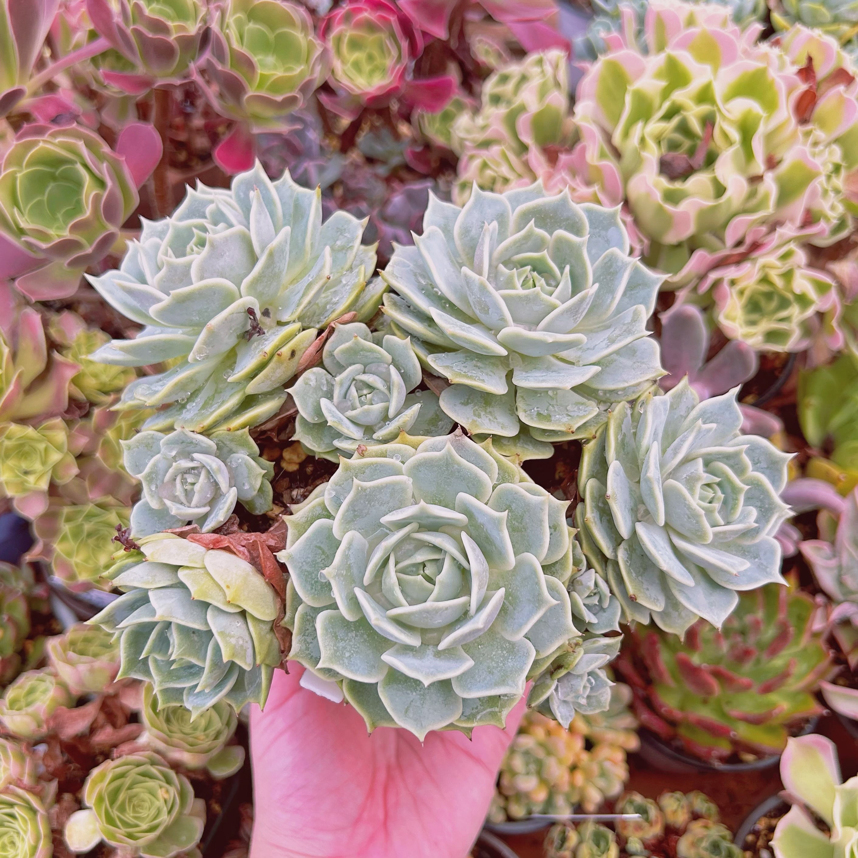 Top【選抜株】多肉植物 23097クィーンHyb 105個 プラグトレー苗 Top