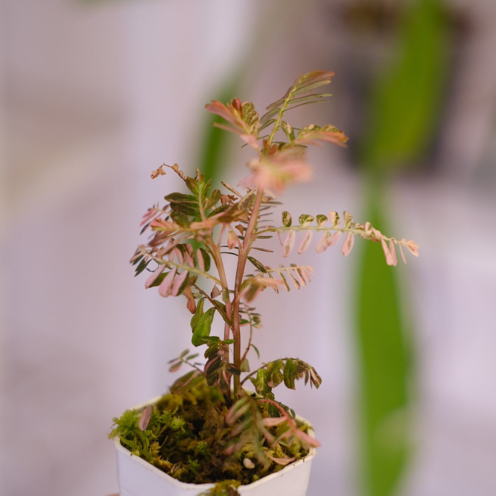 Phyllanthus urinaria 'Pink Variegated'│フィランサス・ウリナリア
