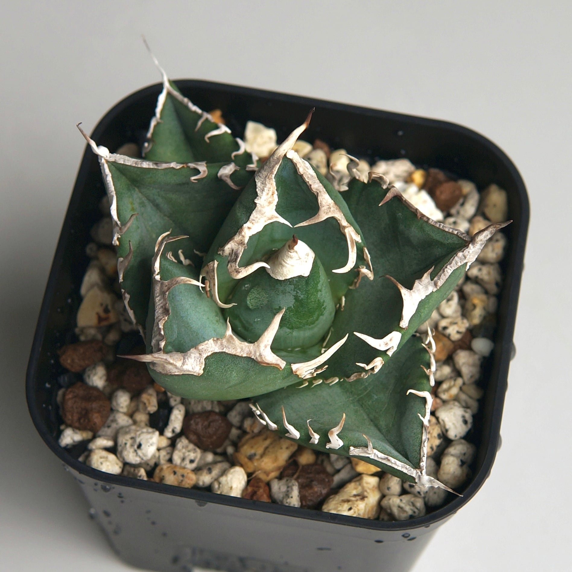 アガベ チタノタ ”南アフリカダイヤモンド（SAD）” | Pay ID