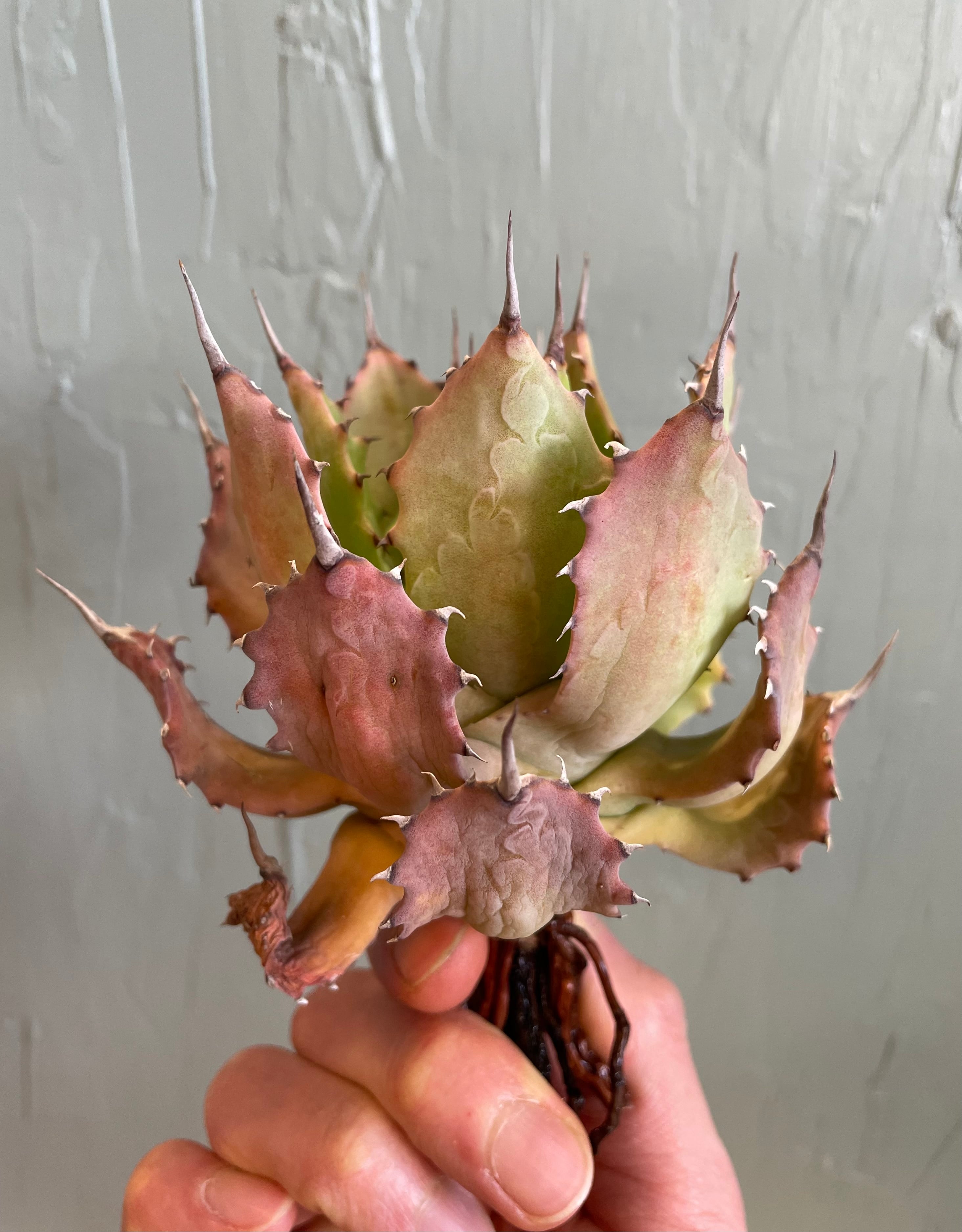 台湾産【アガベ 