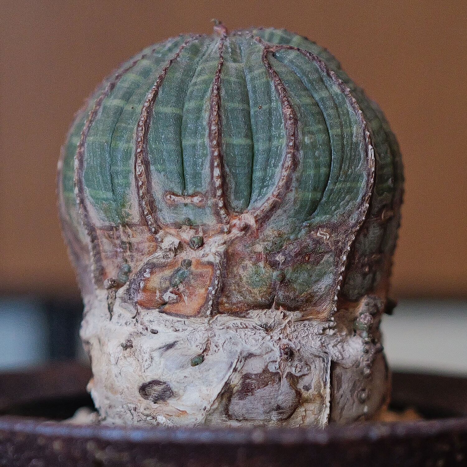 メス株【厳選株】白木 捻じれ ラギットオベサ / ユーフォルビア 木質化