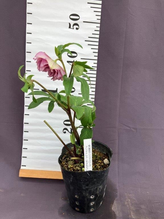 クリスマスローズ 横山園芸 プリマドレス 多弁系ダブル | 日本ライン